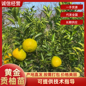 黄金贡柚苗大量供应基地直发，规格齐全，欢迎咨询。