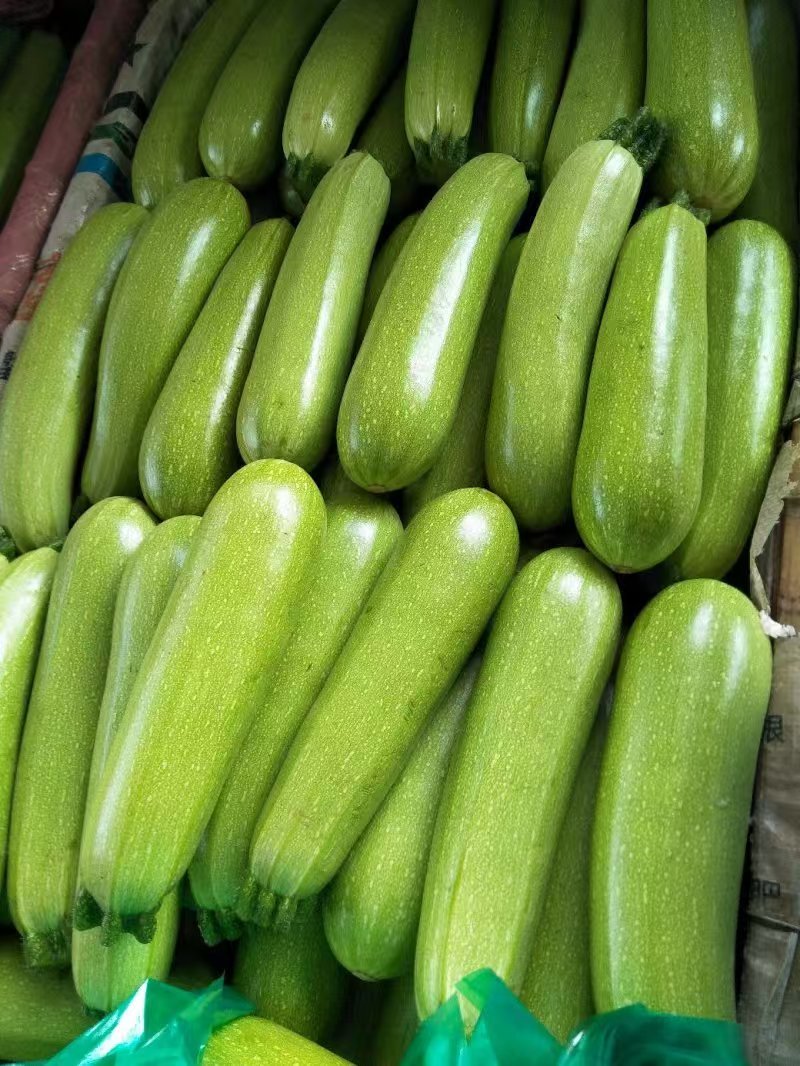 【实力推荐】精品西葫芦大量有货诚信卖家可视频看货