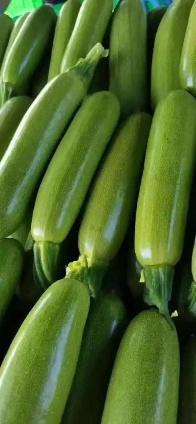 【实力推荐】精品西葫芦大量有货诚信卖家可视频看货