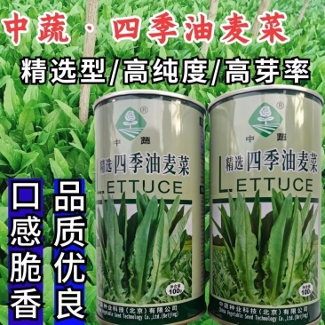 精选四季油麦菜种子口感脆香农科院无斑绿油麦菜种籽抗寒耐热