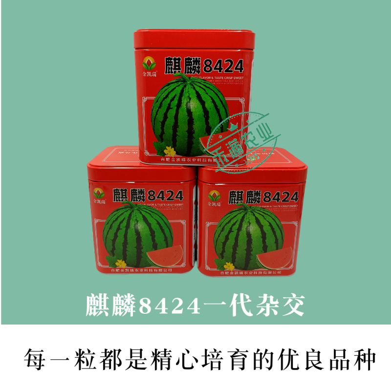 金凯瑞麒麟8424西瓜种子脆甜高糖抗病西瓜种籽高产热销西