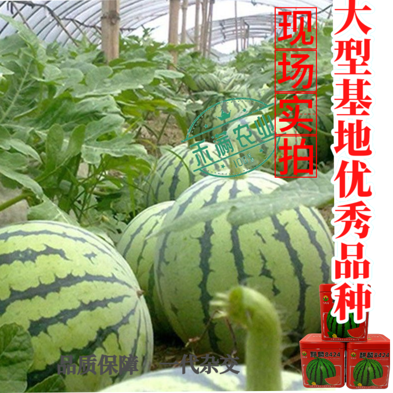 金凯瑞麒麟8424西瓜种子脆甜高糖抗病西瓜种籽高产热销西