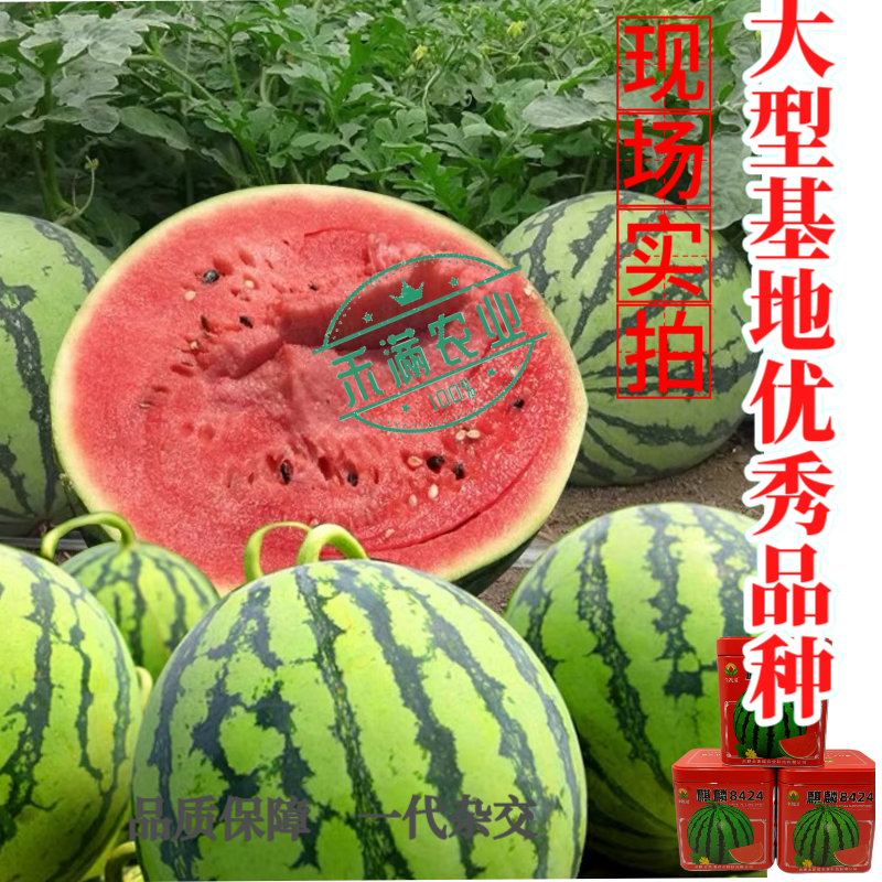 金凯瑞麒麟8424西瓜种子脆甜高糖抗病西瓜种籽高产热销西