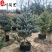 蓝冰柏盆苗批发常绿观赏乔木高1.2-1.8米量大价优