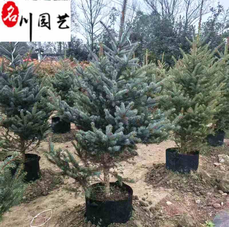 蓝冰柏盆苗批发常绿观赏乔木高1.2-1.8米量大价优