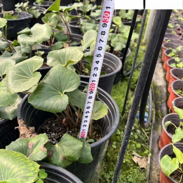 大吴风草杯苗批发成都草花地被色块苗批发15-35公分