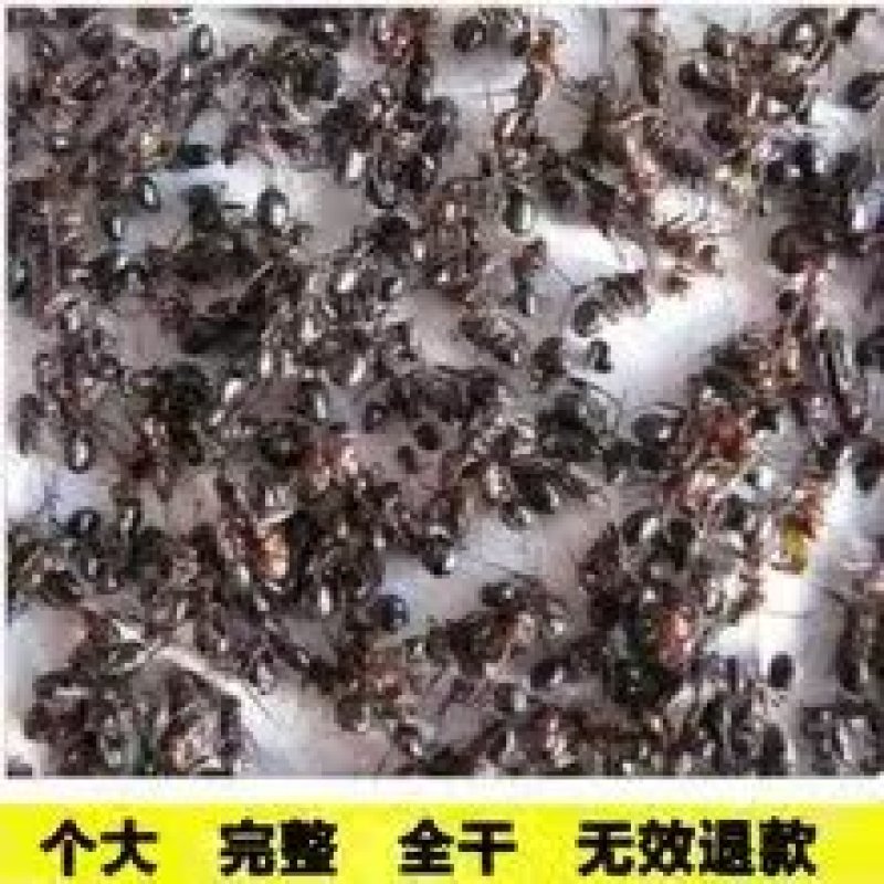 黑蚂蚁