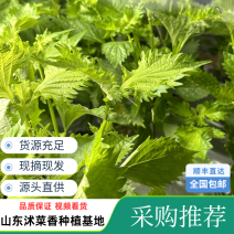 日式紫苏叶新鲜上市品质保质保量源头货源货源充足扎把散叶