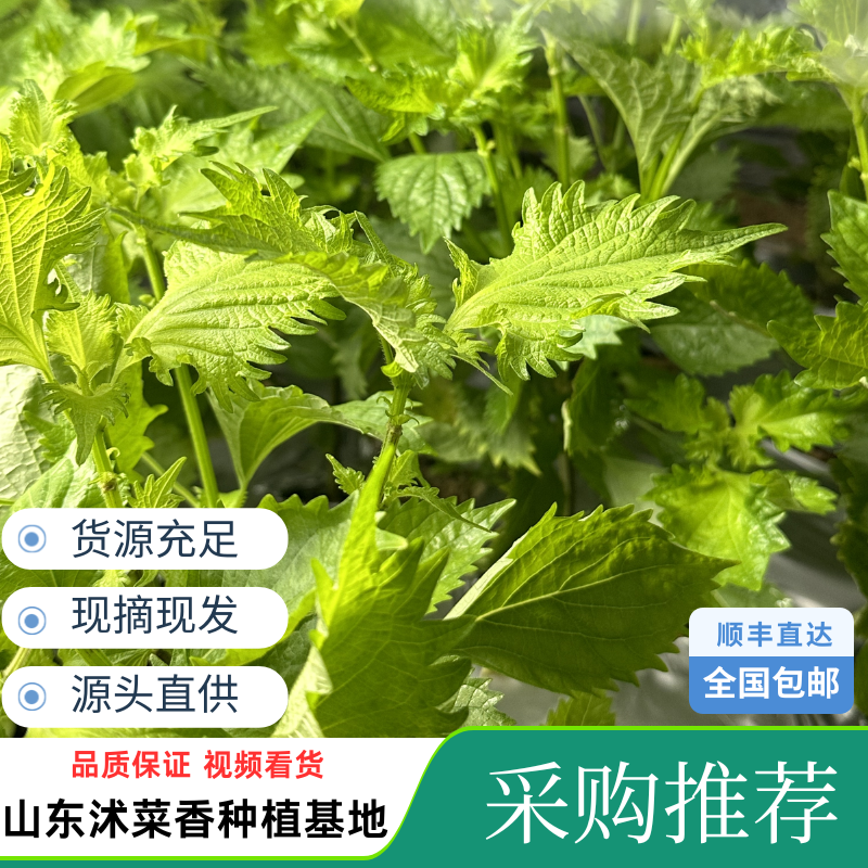 日式紫苏叶新鲜上市品质保质保量源头货源货源充足扎把散叶