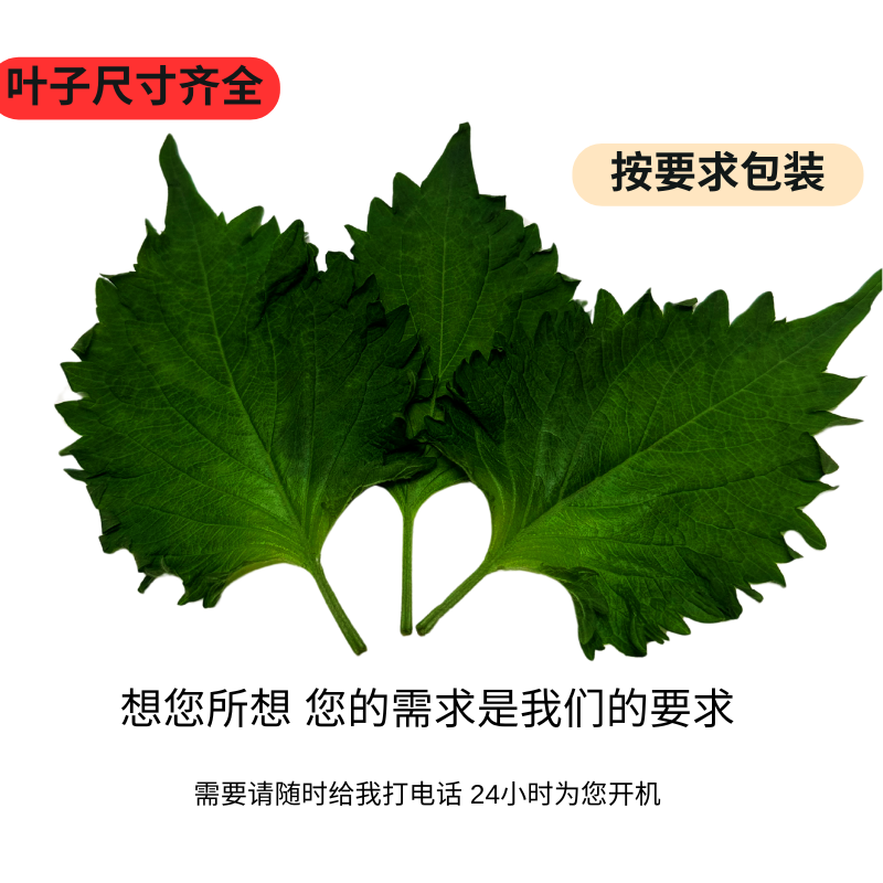 日式紫苏叶新鲜上市品质保质保量源头货源货源充足扎把散叶
