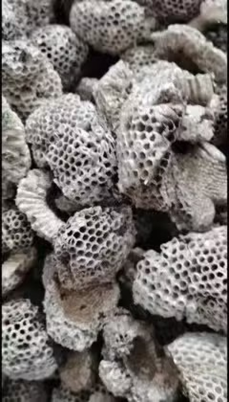 蜂巢，软蜂房