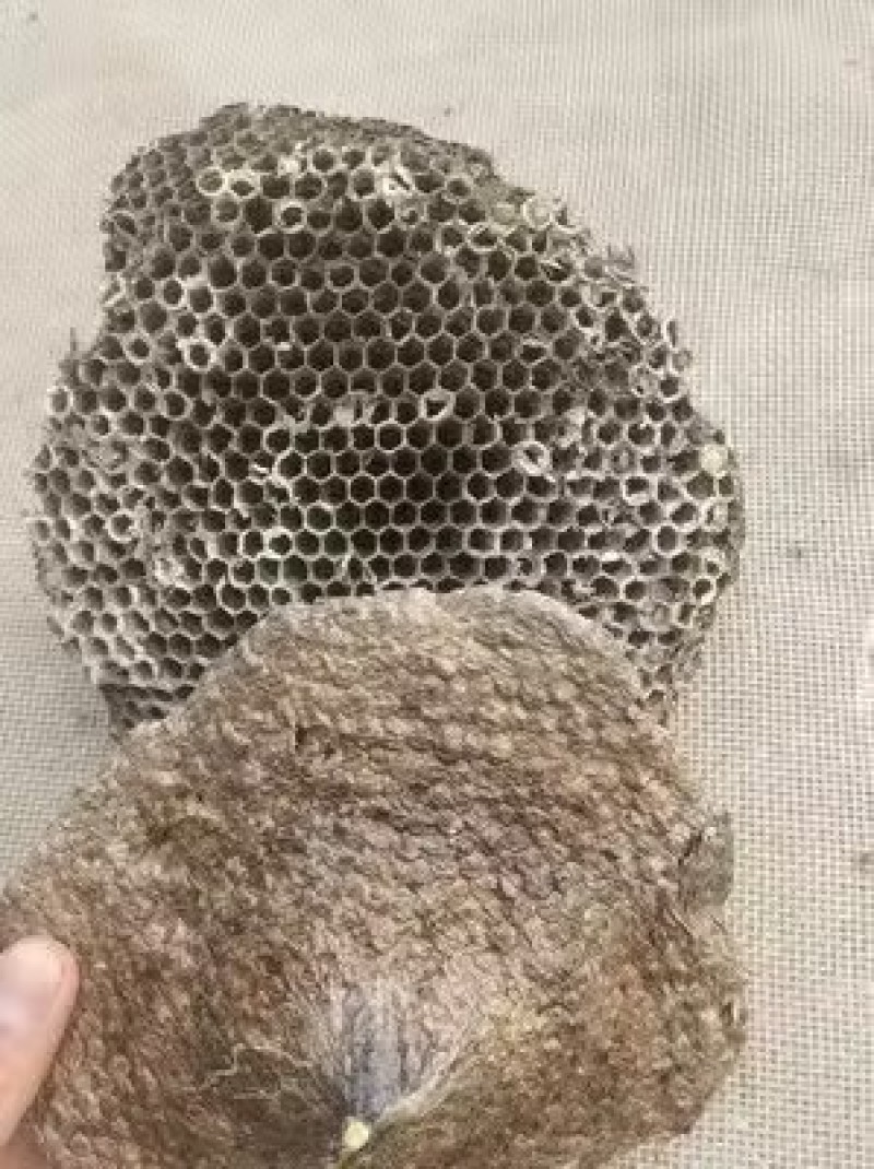 蜂巢，软蜂房
