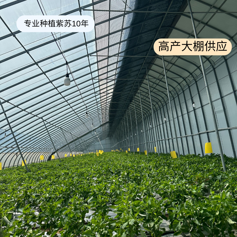 日式紫苏叶新鲜上市品质保质保量源头货源货源充足扎把散叶