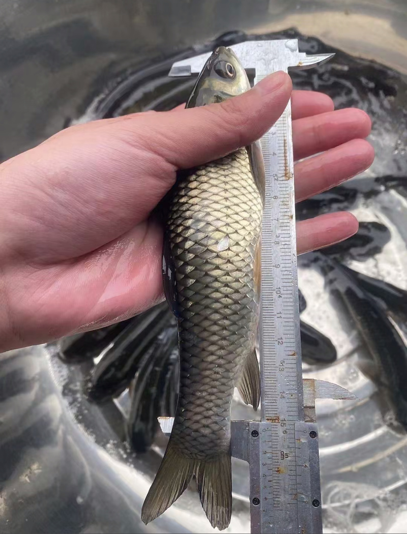 长江草鱼苗基地直发一手货源，量大价优，可视频看货