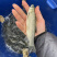 长江草鱼苗基地直发一手货源，量大价优，可视频看货