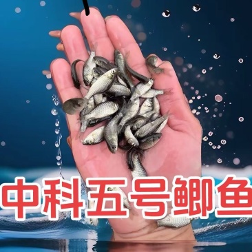 中科五号鲫鱼苗对接批发零售规格齐全欢迎来电洽谈合作