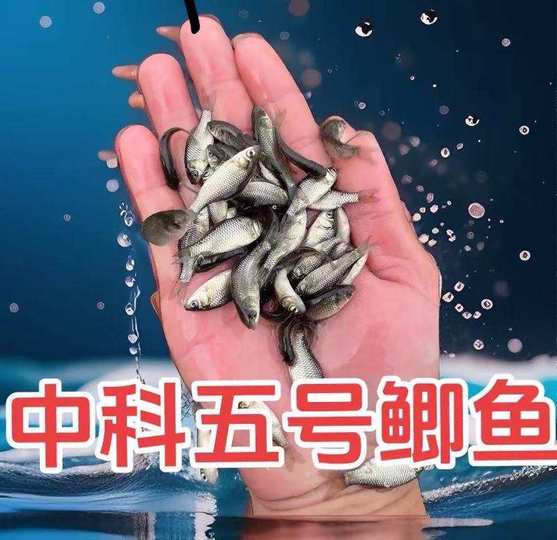 中科五号鲫鱼苗对接批发零售规格齐全欢迎来电洽谈合作