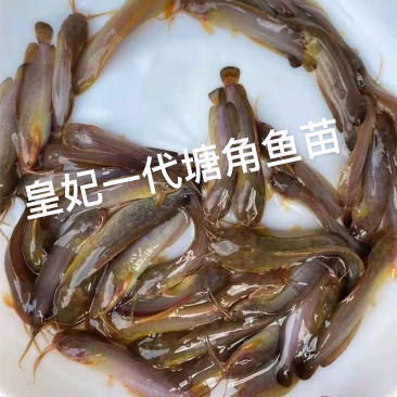 黄妃一代塘角鱼苗鱼塘直发一手货源欢迎电联质询合作