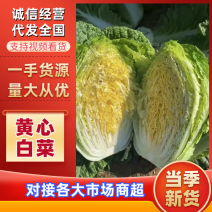 山东新鲜白菜，量大从优，产地直发，欢迎来点