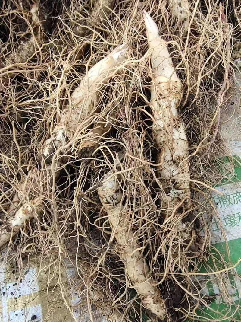 玉竹苗，量大价优品质保证对接全国