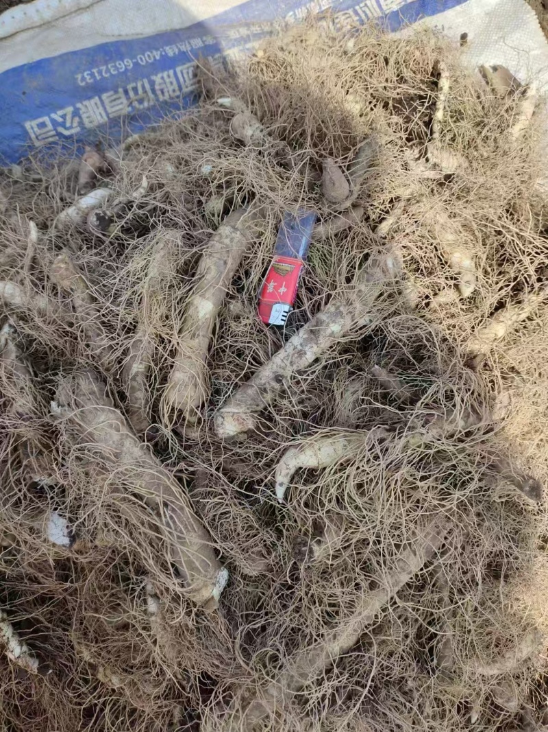 玉竹苗，量大价优品质保证对接全国