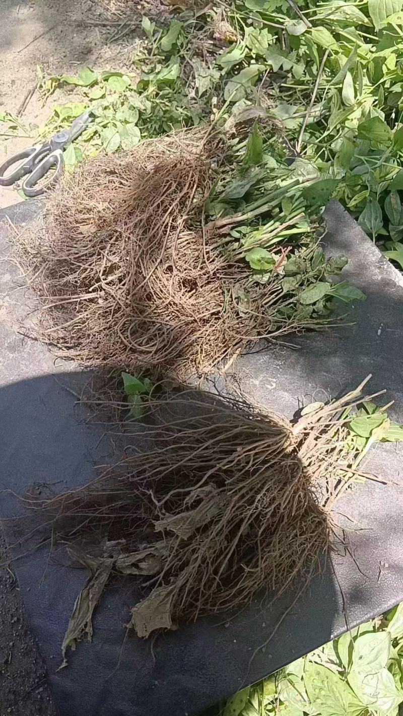 威灵仙苗成活率高欢迎来电支持视频看货免费技术指导