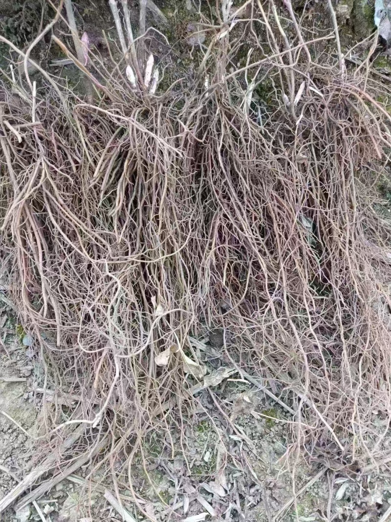 威灵仙苗成活率高欢迎来电支持视频看货免费技术指导