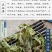 云南丽江见血清500克中药材整颗见血青草药羊儿蒜立地好今