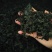 裙带菜灰干裙带菜厂家直销量大质优价格优惠一手货源