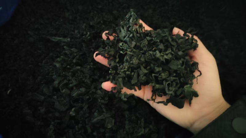 裙带菜灰干裙带菜厂家直销量大质优价格优惠一手货源