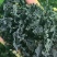 裙带菜灰干裙带菜厂家直销量大质优价格优惠一手货源
