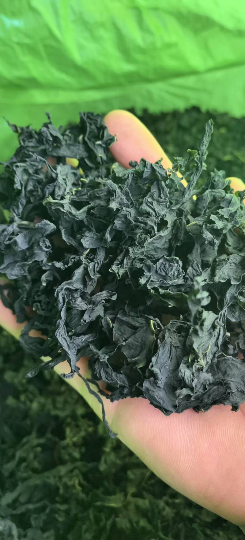 裙带菜灰干裙带菜厂家直销量大质优价格优惠一手货源