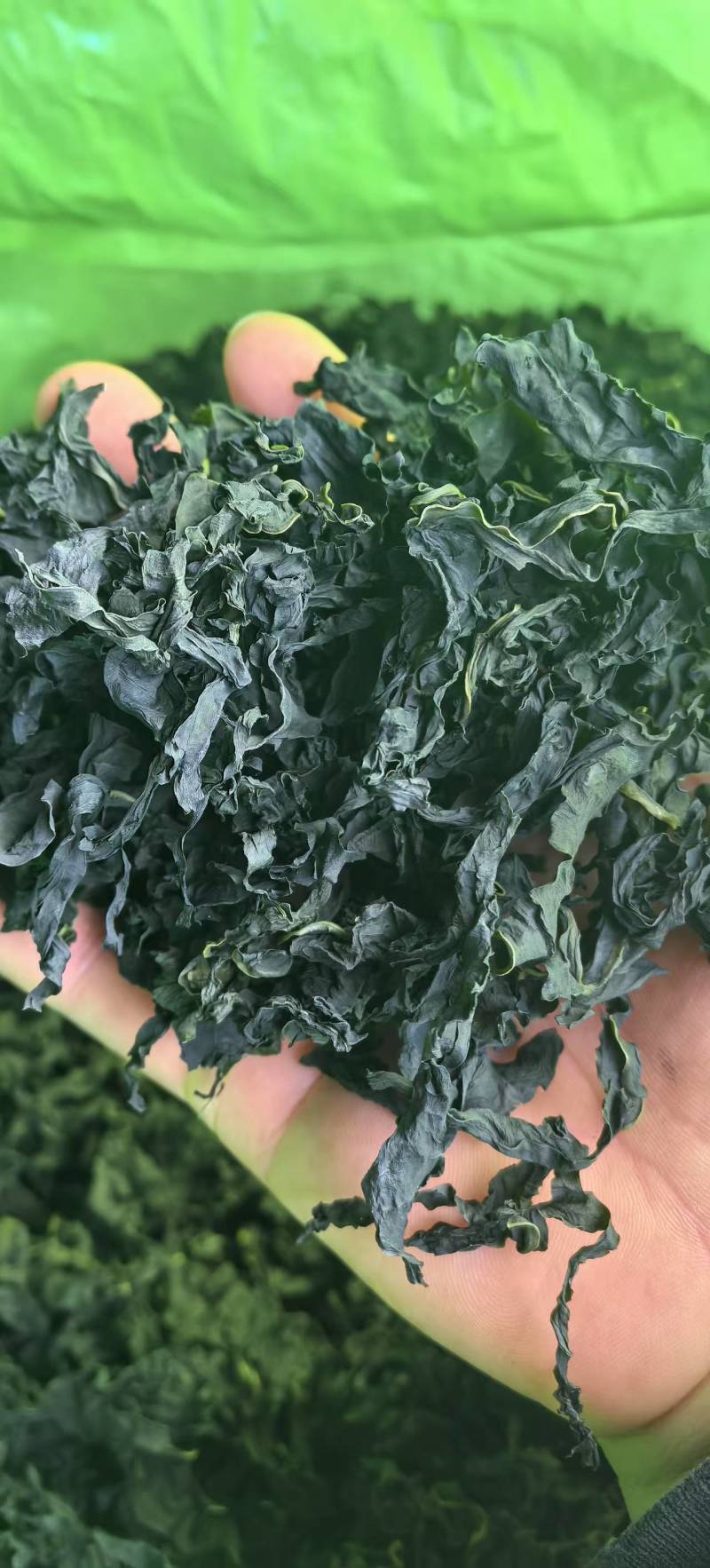 裙带菜灰干裙带菜厂家直销量大质优价格优惠一手货源