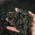 裙带菜灰干裙带菜厂家直销量大质优价格优惠一手货源