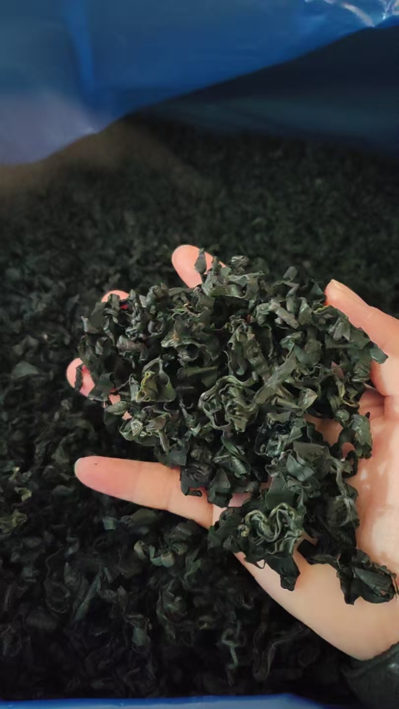 裙带菜灰干裙带菜厂家直销量大质优价格优惠一手货源