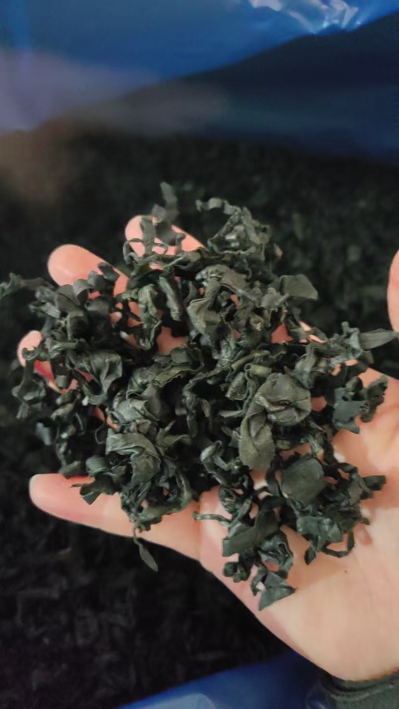 裙带菜灰干裙带菜厂家直销量大质优价格优惠一手货源