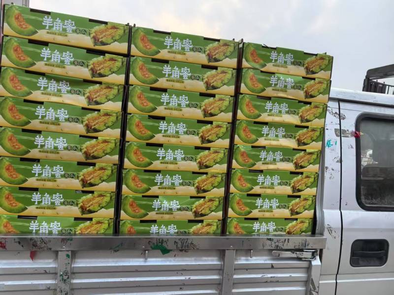 花蕾甜瓜【山东甜瓜产地批发】诚信经营，客户至上！