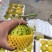 花蕾甜瓜【山东甜瓜产地批发】诚信经营，客户至上！