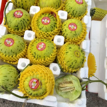花蕾甜瓜【山东甜瓜产地批发】诚信经营，客户至上！