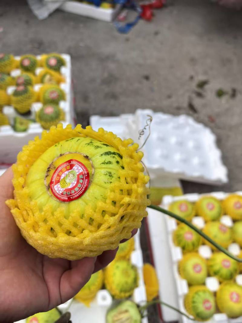 花蕾甜瓜【山东甜瓜产地批发】诚信经营，客户至上！