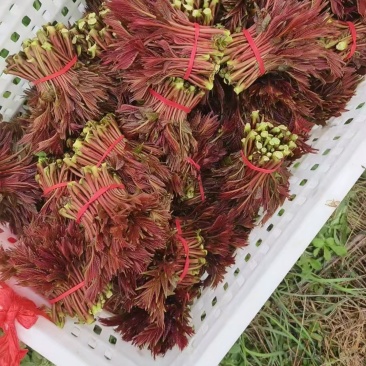 【实力推荐】四川香椿芽品质保证大量有货产地直发