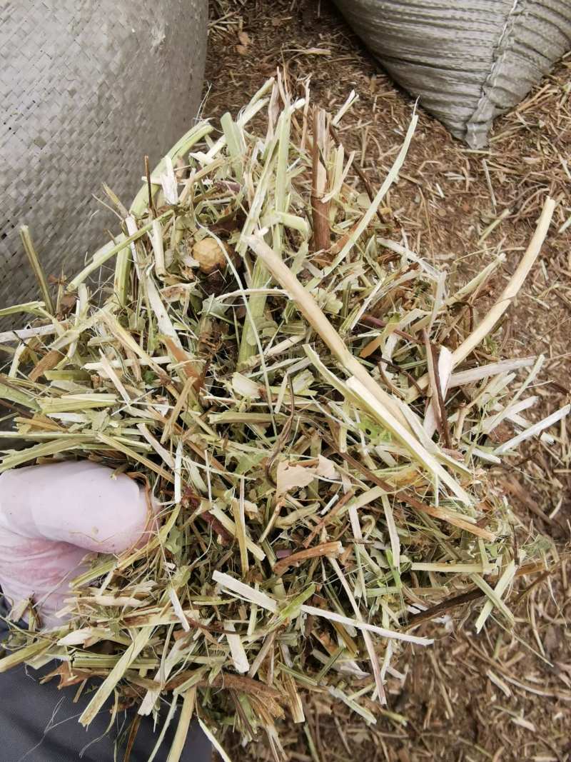 湖北仙桃本地花生秧大小长短都有按需求分拣打包实地视频看货