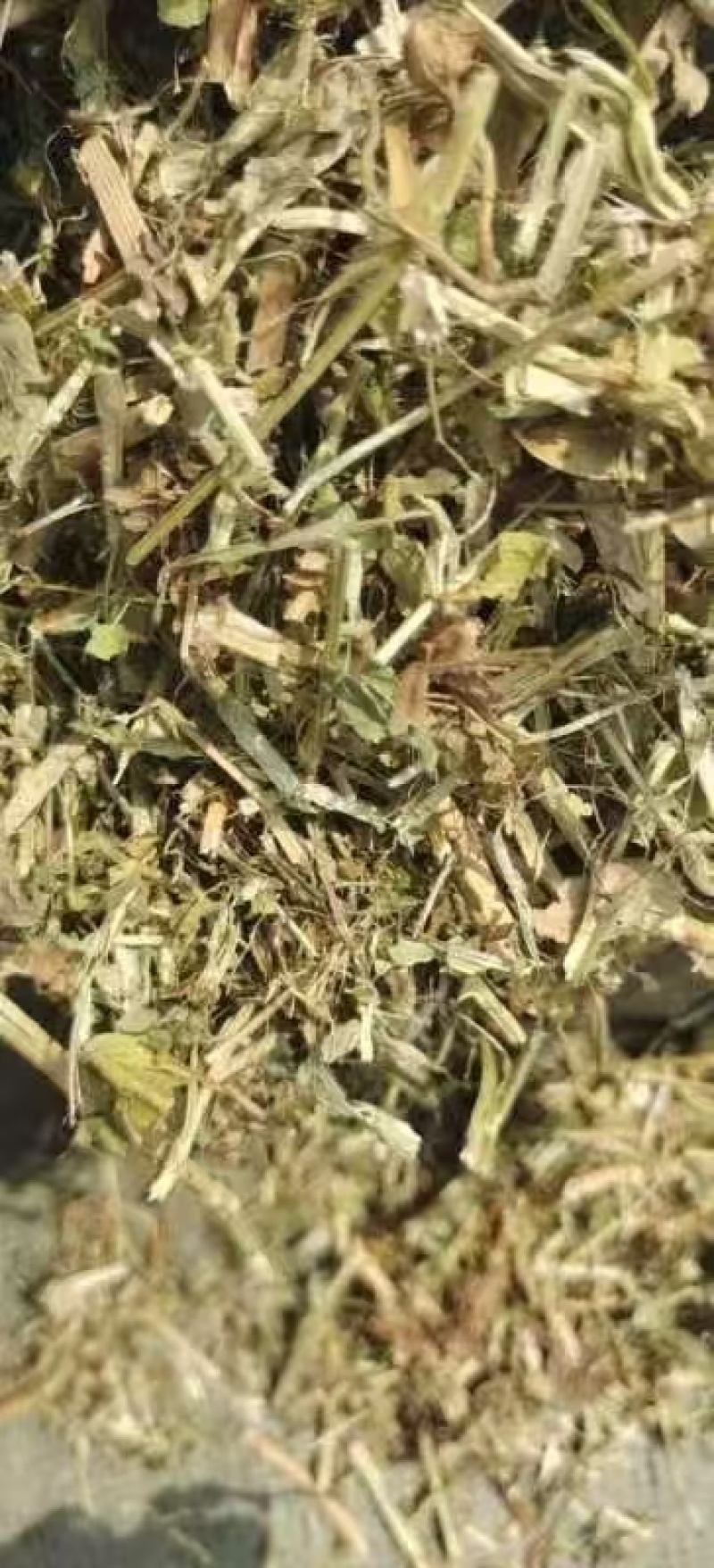 湖北仙桃本地花生秧大小长短都有按需求分拣打包实地视频看货