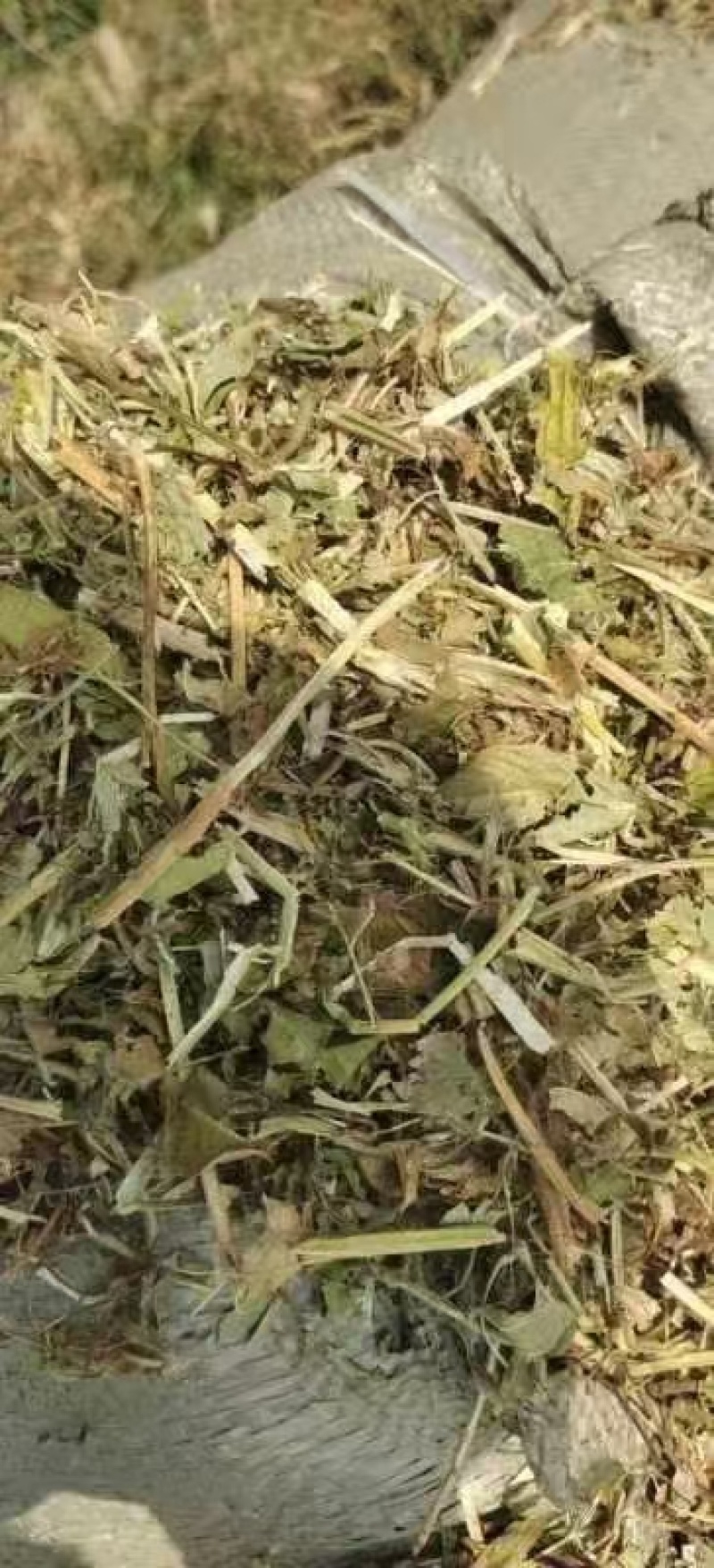 湖北仙桃本地花生秧大小长短都有按需求分拣打包实地视频看货