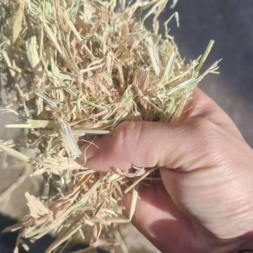 湖北仙桃干稻草货量大无膜无杂可以定制大小长短常年有货一手