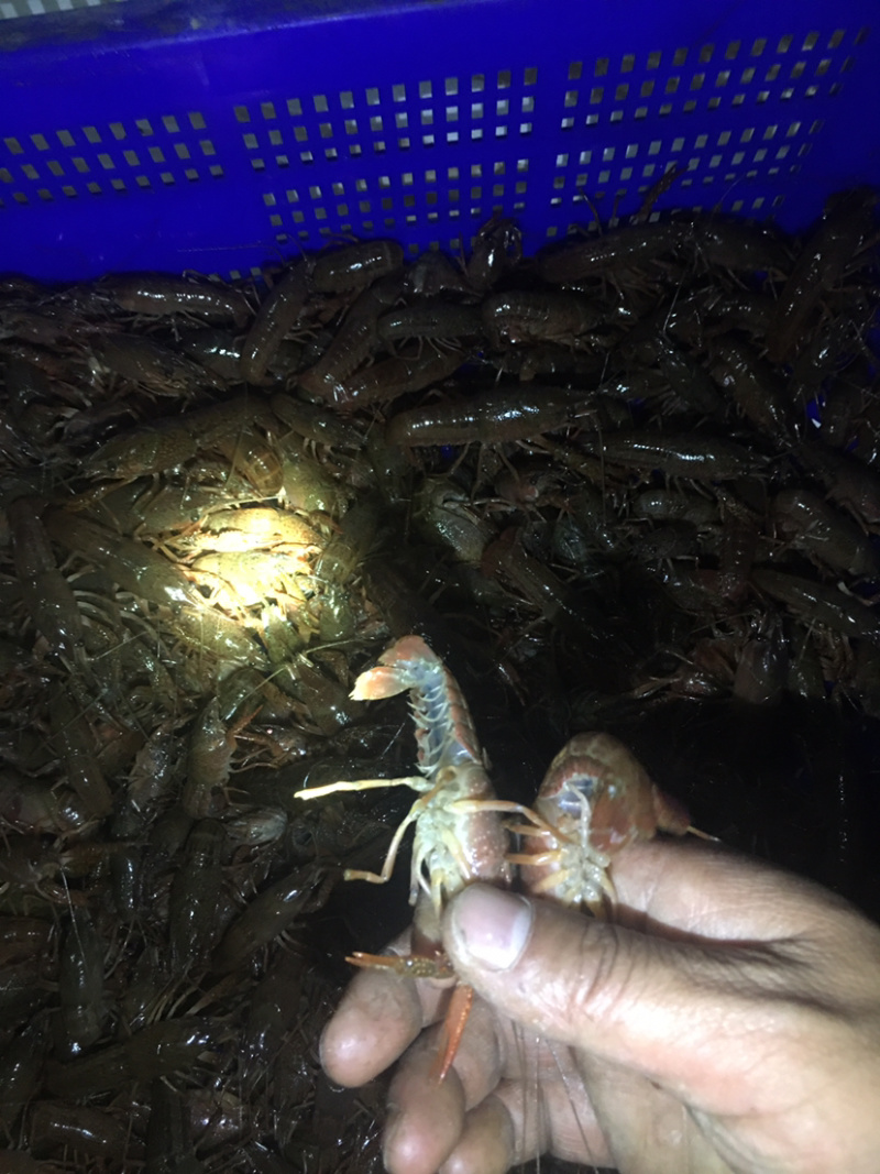 优质龙虾苗一手货源常年提供品质好价格优惠欢迎咨询