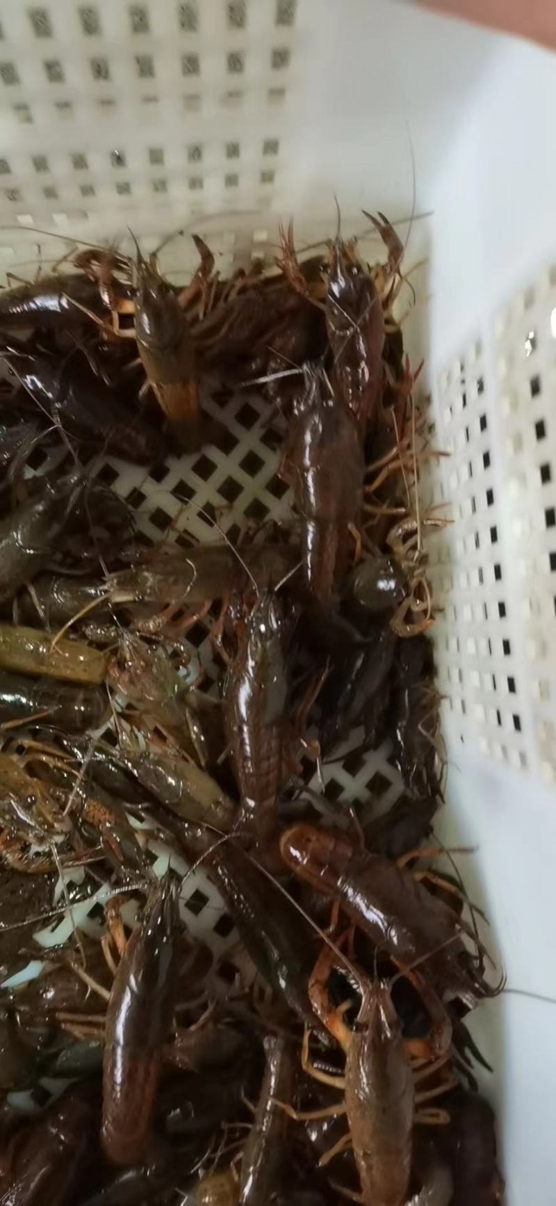 优质龙虾苗一手货源常年提供品质好价格优惠欢迎咨询