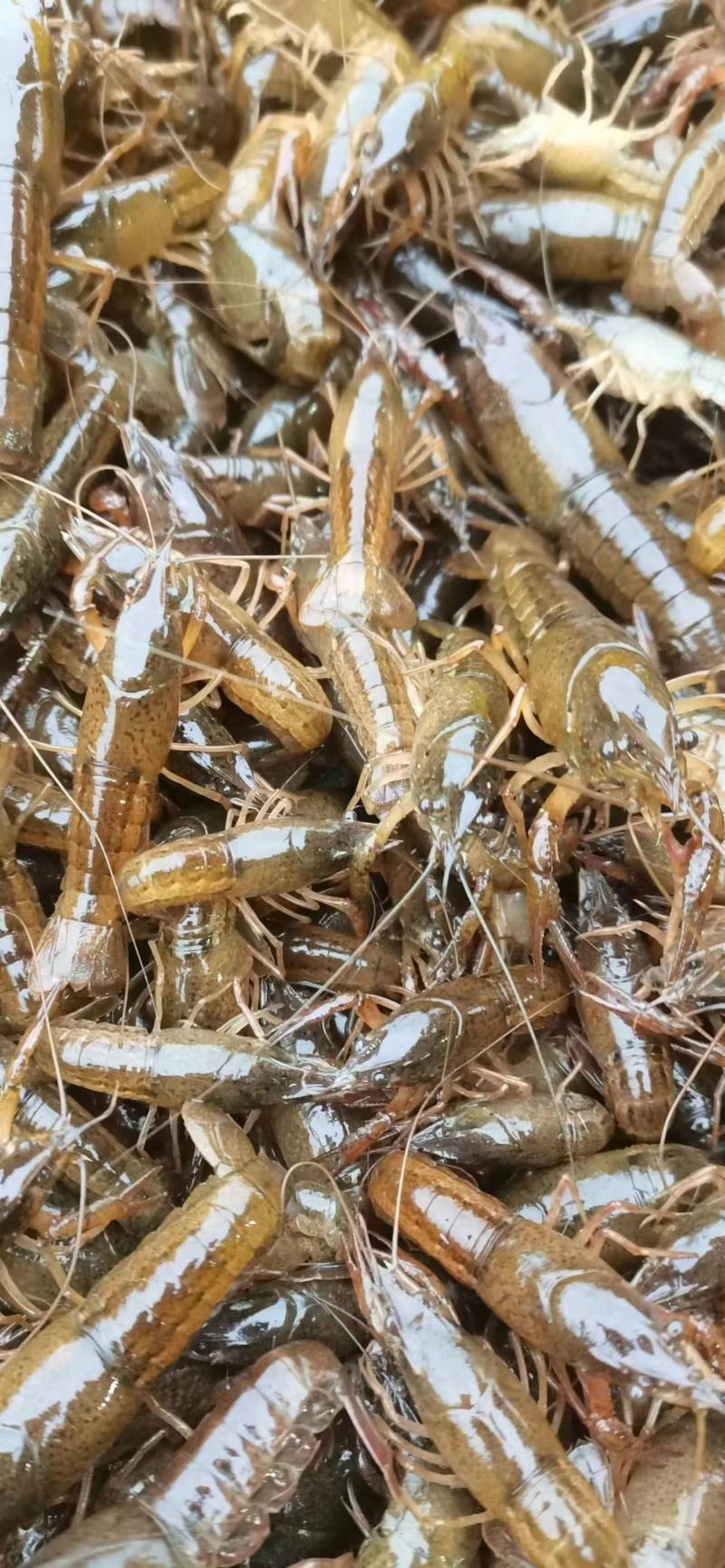 优质龙虾苗一手货源常年提供品质好价格优惠欢迎咨询