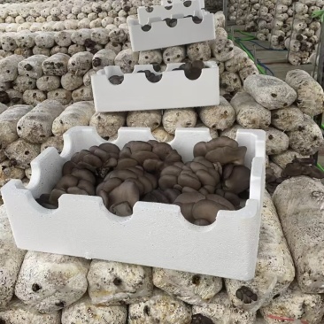 精选鲜平菇特优蘑菇肉厚质嫩基地直发量大从优