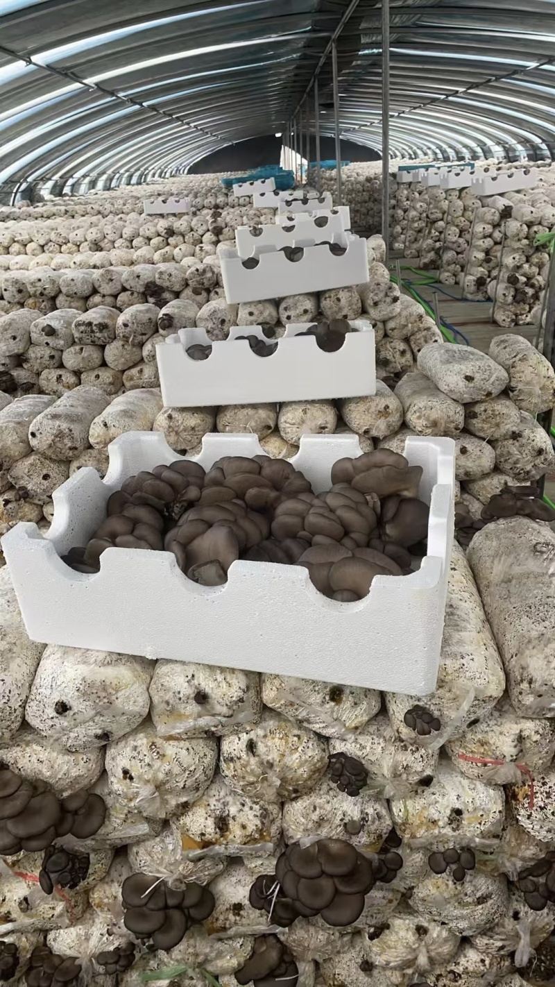 精选鲜平菇特优蘑菇肉厚质嫩基地直发量大从优